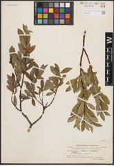 Foto von Salix L.